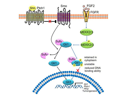 Oncogene：Hedgehog信號通路抑制關(guān)鍵機(jī)制