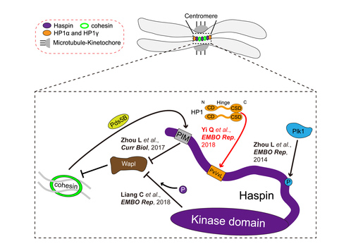 EMBO Reports系列文章系統(tǒng)闡述調(diào)控染色體穩(wěn)定性的新機(jī)制