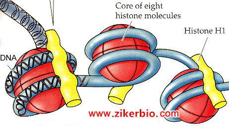 深圳大學(xué)Cell Research發(fā)文：首次發(fā)現(xiàn)組蛋白H1的染色質(zhì)脫離和降解過程