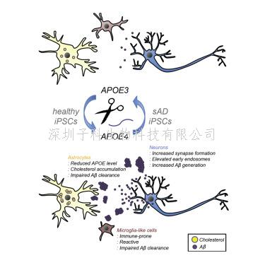 Neuron：APOE4變異如何改變腦細(xì)胞