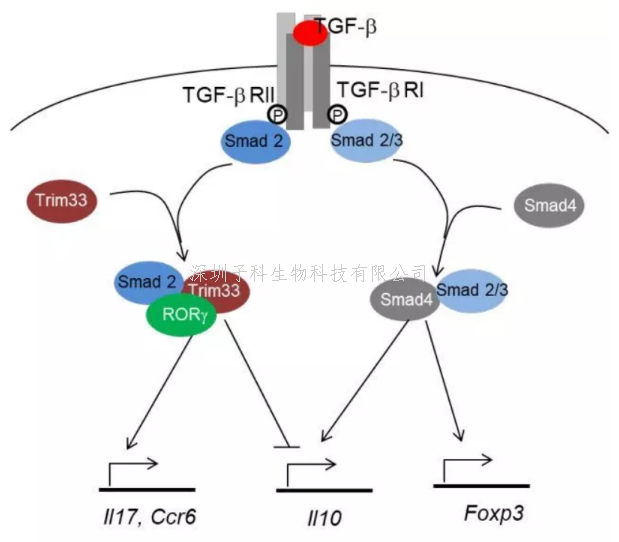 生命中心 PI 董晨課題組發(fā)文報道致病性 Th17 細(xì)胞調(diào)控新機(jī)制