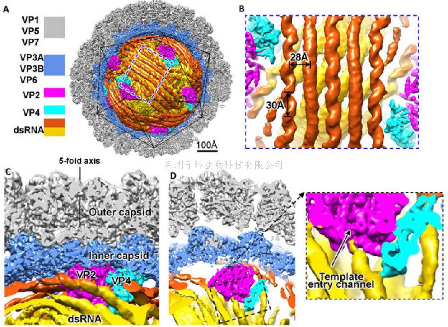 PNAS：雙鏈RNA病毒衣殼內(nèi)部的核酸和聚合酶復合物結構