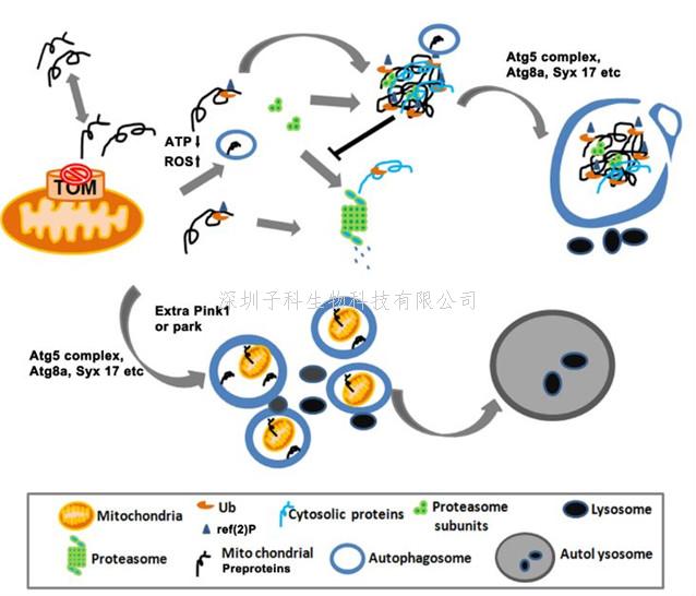 Autophagy：線粒體蛋白轉(zhuǎn)運系統(tǒng)調(diào)控神經(jīng)系統(tǒng)穩(wěn)態(tài)