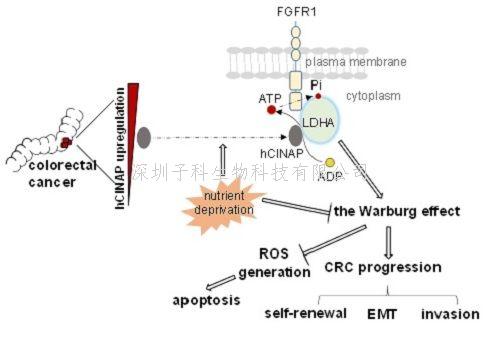 Nature子刊：結(jié)直腸癌干細(xì)胞自我更新的新機(jī)制