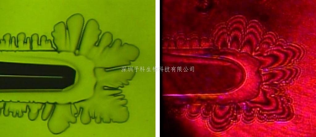質(zhì)疑有關(guān)抗凍蛋白的傳統(tǒng)觀點(diǎn)