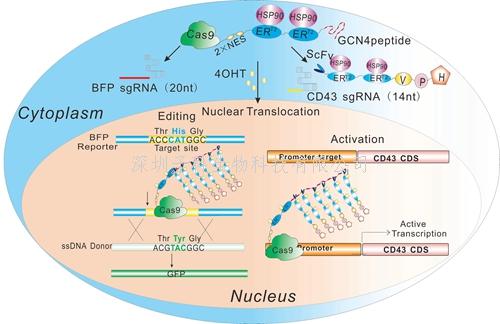 更優(yōu)性能的藥物誘導(dǎo)CRISPR/Cas9技術(shù)系統(tǒng)
