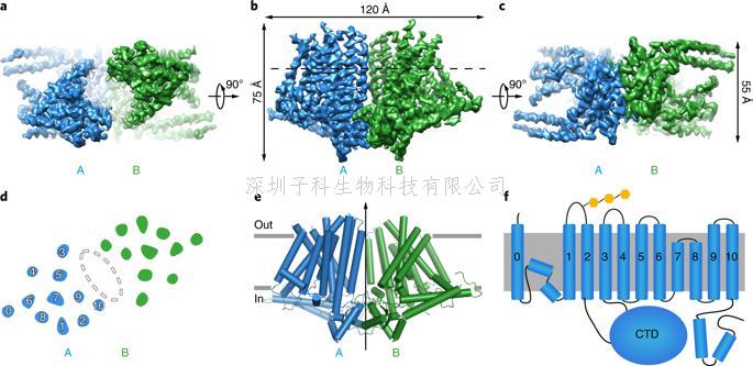 北大學(xué)者Nature子刊發(fā)布新型機(jī)械力敏感離子通道作用機(jī)制