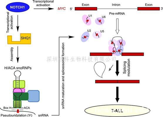 武漢大學(xué)Nature子刊發(fā)文：RNA異常剪接在癌癥中作用新機制