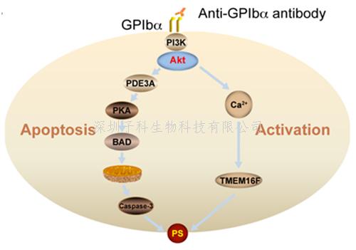 蘇州大學PNAS發(fā)文：免疫性血小板減少癥的發(fā)生新機制