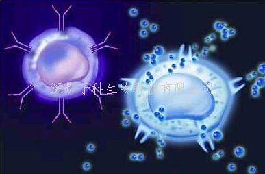 最新發(fā)現(xiàn)：巨噬細胞釋放的外泌體引發(fā)癌細胞微環(huán)境免疫失衡