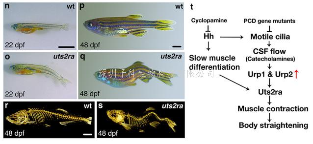 中國海洋大學最新發(fā)表Nature Genetics文章
