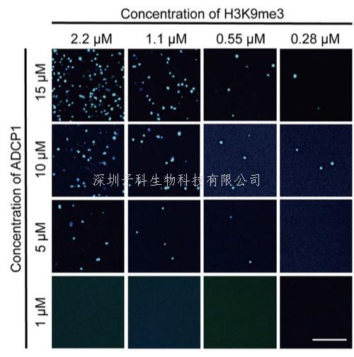 Cell Research：一類全新植物異染色質(zhì)蛋白