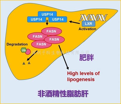 湖北理工學(xué)院發(fā)表Nature子刊文章：去泛素化酶的重要新作用