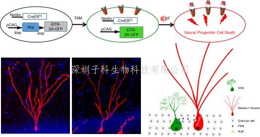 Neuron：成體神經(jīng)干細(xì)胞促進(jìn)其子代新生神經(jīng)元發(fā)育調(diào)控機(jī)制