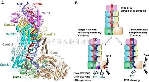 中國學(xué)者最新Cell文章：III型CRISPR-Cas系統(tǒng)免疫機(jī)制