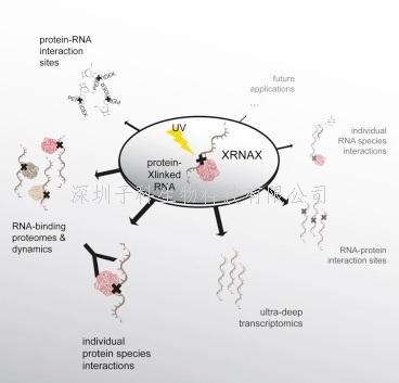 《Cell》新方式搜尋RNA-蛋白質網絡