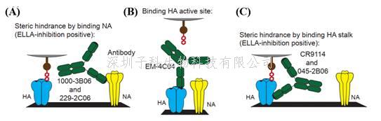 中山大學陳耀慶發(fā)文：流感HA-Stalk抗體發(fā)揮保護作用的另一種新機制