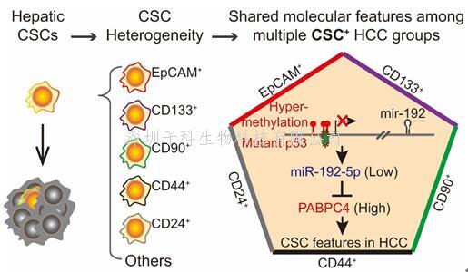 浙江大學Cancer Res發(fā)現(xiàn)了一條多類肝癌腫瘤干細胞陽性患者共有的通路
