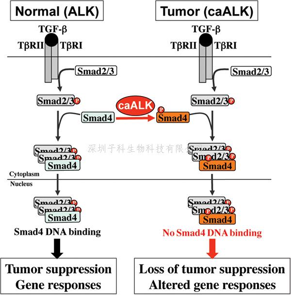 蛋白修飾導(dǎo)致經(jīng)典癌癥通路失活 Nature子刊發(fā)文闡明癌癥發(fā)生的新機制