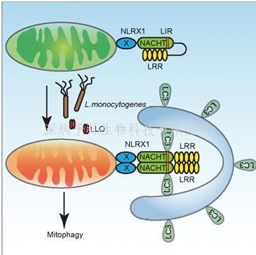 Nature Immunology：李斯特菌劫持巨噬細(xì)胞線粒體自噬新機(jī)制