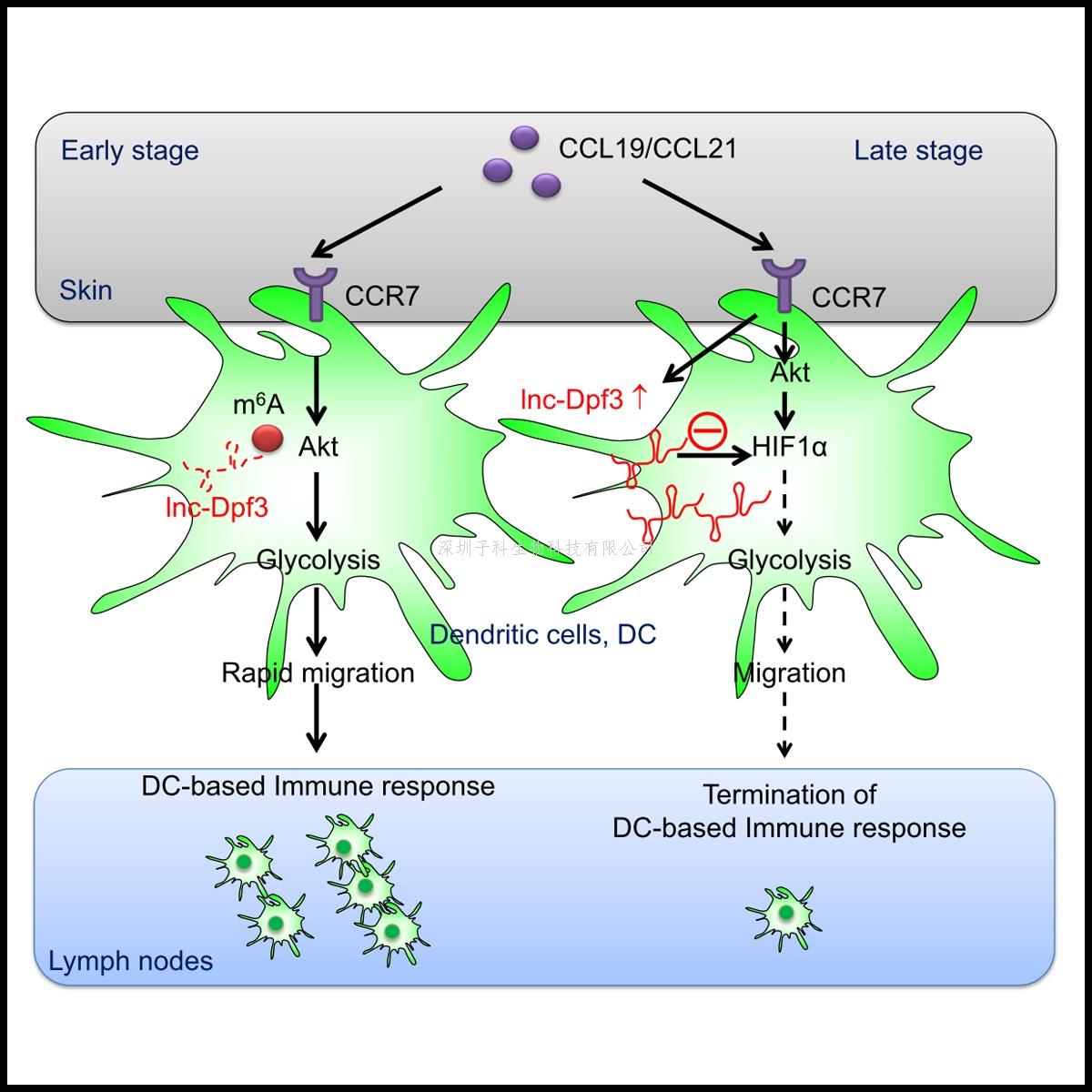 曹雪濤、劉娟最新發(fā)表Immunity文章：天然免疫及炎癥調(diào)控新靶標(biāo)