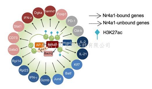 陸軍軍醫(yī)大學(xué)，清華大學(xué)最新Nature：T細(xì)胞功能調(diào)控的關(guān)鍵轉(zhuǎn)錄因子