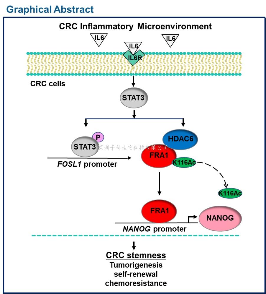 Oncogene：腫瘤微環(huán)境的炎癥因子如何促進(jìn)癌癥干性和惡性發(fā)展