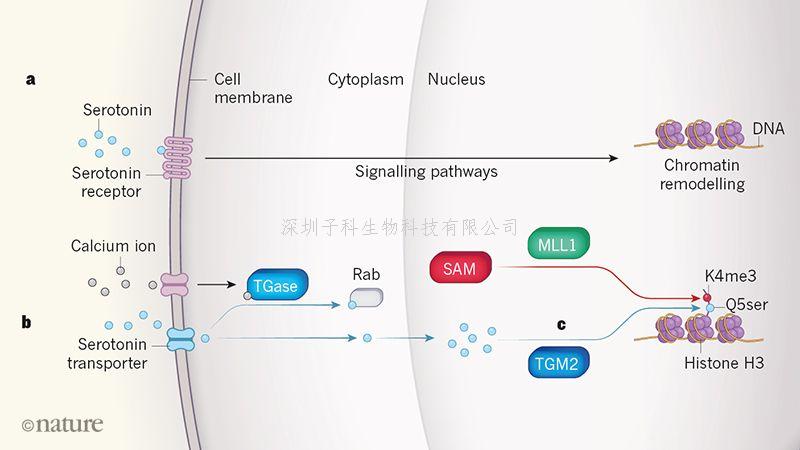 Nature：跨國研究最新發(fā)現(xiàn)5-羥色胺可以指導基因表達！