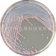 科馬嘉CTX-M顯色培養(yǎng)基