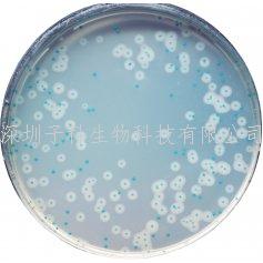 科馬嘉MH尿道菌群定位顯色培養(yǎng)基