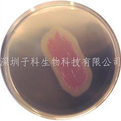 科馬嘉鑒定李斯特菌顯色培養(yǎng)基
