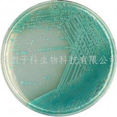 科馬嘉乳腺炎革蘭氏陰性菌顯色培養(yǎng)基