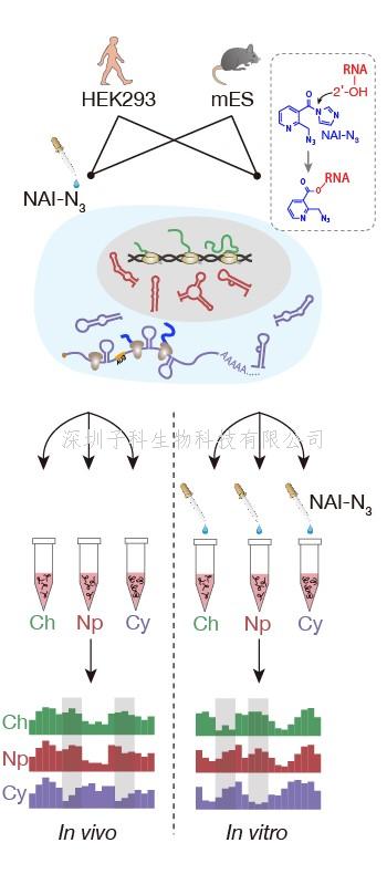 華裔牛人Natur子刊發(fā)文：哺乳動物不同細胞組分RNA結(jié)構(gòu)圖譜