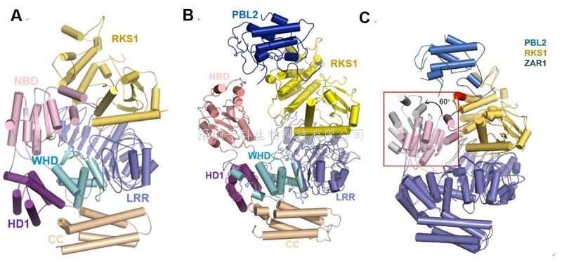 清華大學，中科院背靠背兩篇Science 取得植物免疫研究領域重大突破