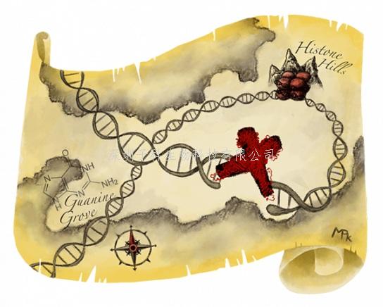 《Science》檢測CRISPR脫靶效應的新方法——DISCOVER-Seq