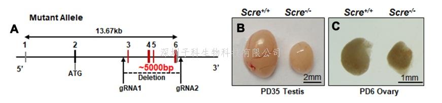 陳子江教授團隊發(fā)現(xiàn)不孕不育關鍵新蛋白