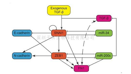 Nature子刊：競(jìng)爭(zhēng)性內(nèi)源RNA直接調(diào)控上皮間質(zhì)轉(zhuǎn)化的動(dòng)態(tài)過程