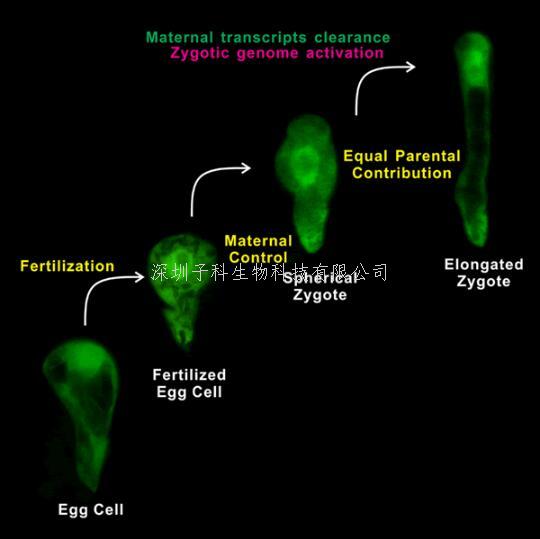 武大生科院發(fā)表Developmental Cell 攻克植物早期胚胎發(fā)生過程中長期難題