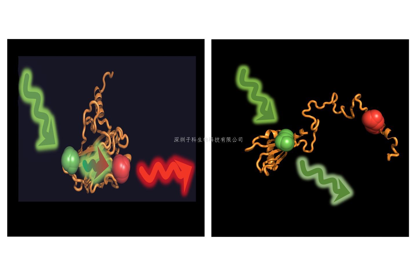 激發(fā)細(xì)胞抗腫瘤活性，分子伴侶和p53缺一不可