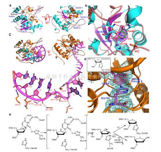 中山大學(xué)生科院Nature子刊發(fā)現(xiàn)非典型尿嘧啶DNA糖基化酶UdgX的催化過程