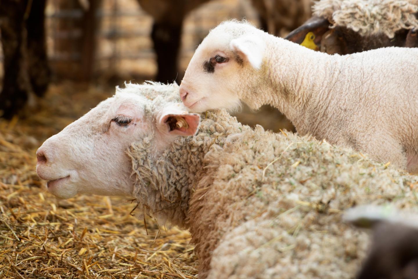 昆明動物研究所發(fā)《Science》：從牛羊到長頸鹿，反芻動物的進化之路