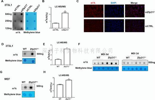 華中農(nóng)業(yè)大學(xué)NAR發(fā)表脂肪生成的表觀調(diào)控機制