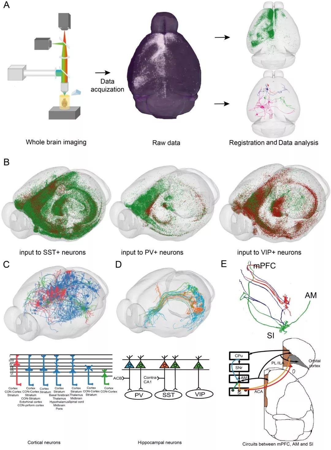 華中科技大學(xué)Nature Neuroscience最新發(fā)文：繪制神經(jīng)元長程輸入環(huán)路圖譜