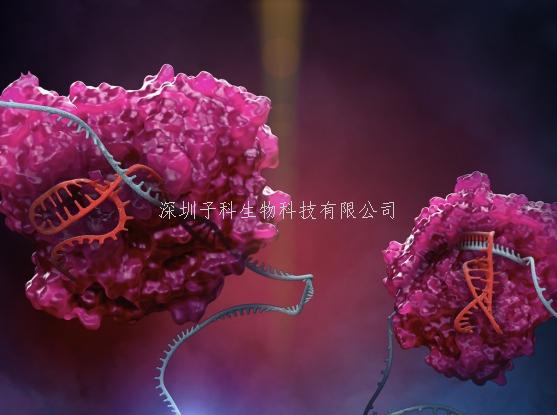 張鋒團(tuán)隊(duì)又開發(fā)出一款RNA編輯工具RESCUE