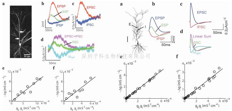 PNAS：上海交大報(bào)道神經(jīng)元樹突計(jì)算的理論新模型