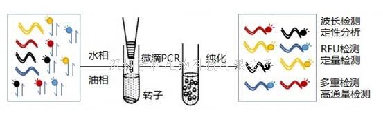 趙凱研究員Sci Rep發(fā)明多重微滴PCR偶聯(lián)熒光分光光度法新方法