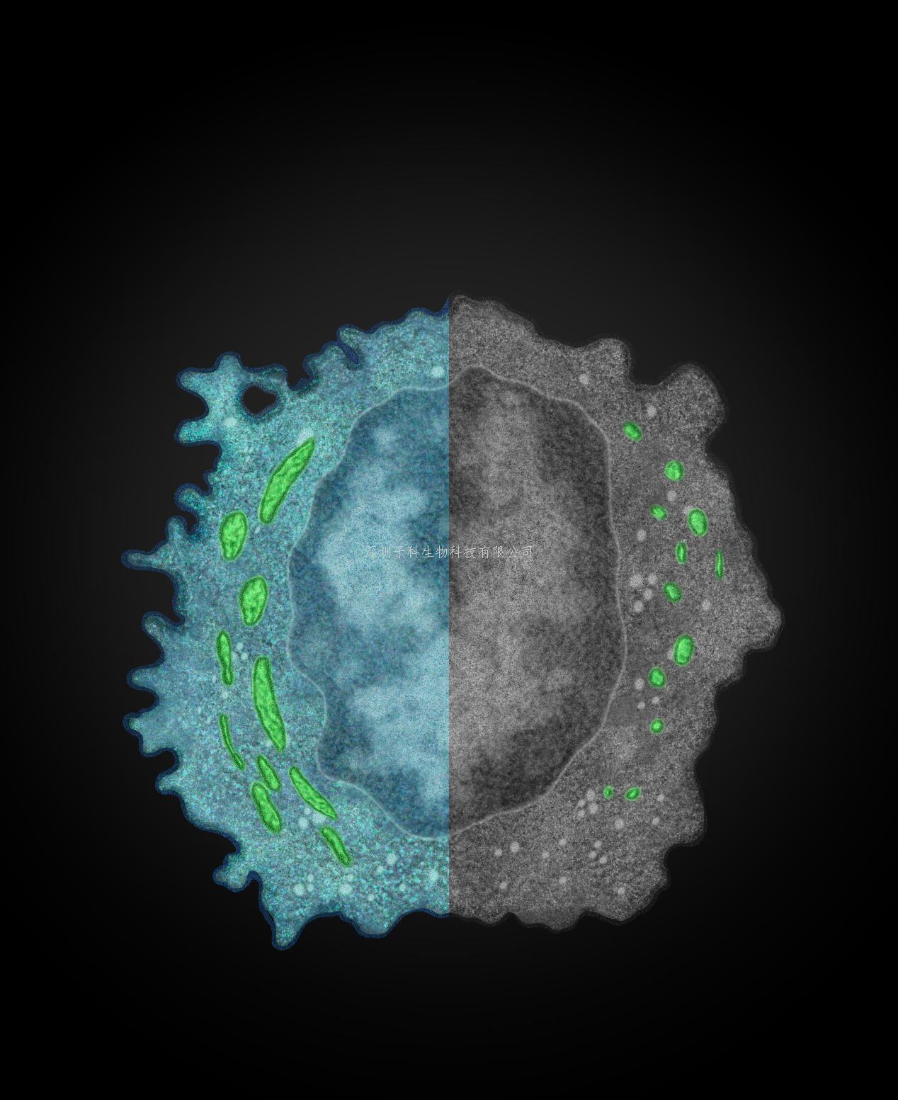 中國科技大學(xué)Nature Immunology發(fā)文：癌細胞逃脫自然殺傷細胞免疫監(jiān)視的新機制