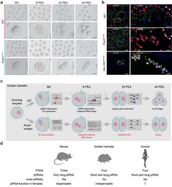 中國(guó)學(xué)者Nature Cell Biology發(fā)文：piRNA在哺乳動(dòng)物雌性生殖中具有重要功能