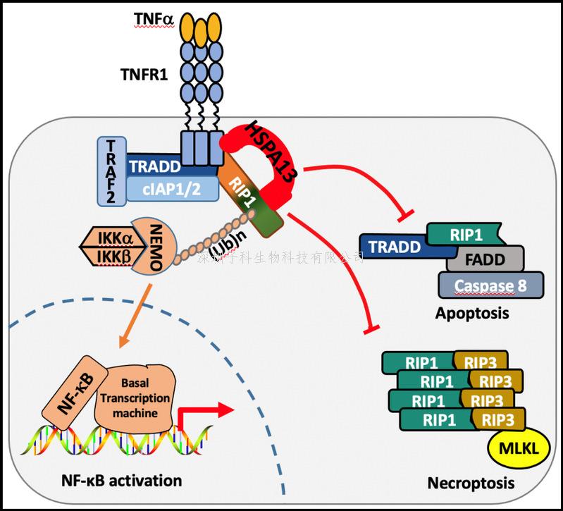 浙江大學(xué)Science Advances發(fā)文：HSPA13分流TNFα信號(hào)的新機(jī)制