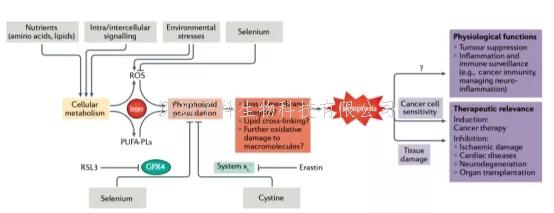Nature綜述|鐵死亡在疾病中的發(fā)病機(jī)制、生物學(xué)和作用